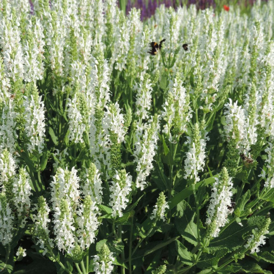 Plantes Vivaces SALVIA nemorosa 'Schneehügel' - Sauge en vente - Pépinière Lepage .