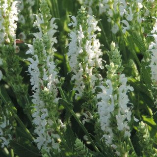 Plantes Vivaces SALVIA nemorosa 'Schneehügel' - Sauge en vente - Pépinière Lepage .