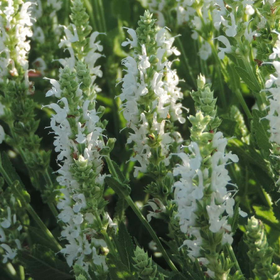 Plantes Vivaces SALVIA nemorosa 'Schneehügel' - Sauge en vente - Pépinière Lepage .