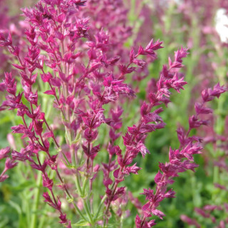 plantes-vivaces-salvia-nemorosa-schwellenburg-sauge-en-vente-pepiniere-lepage-