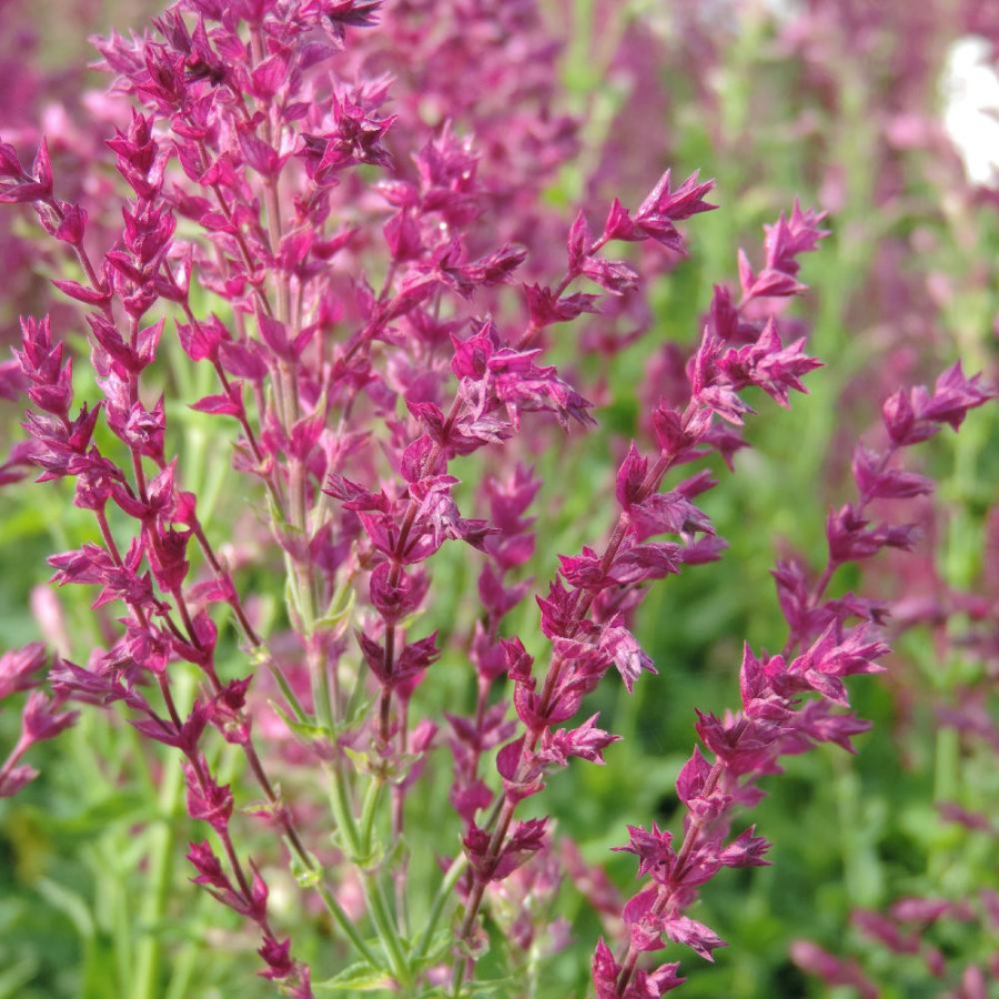 Plantes Vivaces SALVIA nemorosa 'Schwellenburg' - Sauge en vente - Pépinière Lepage .