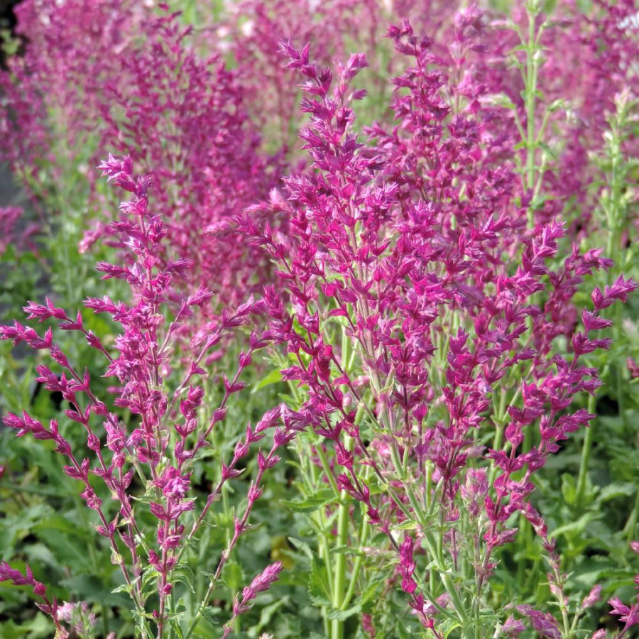 Plantes Vivaces SALVIA nemorosa 'Schwellenburg' - Sauge en vente - Pépinière Lepage .