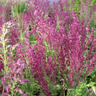 Plantes Vivaces SALVIA nemorosa 'Schwellenburg' - Sauge en vente - Pépinière Lepage .