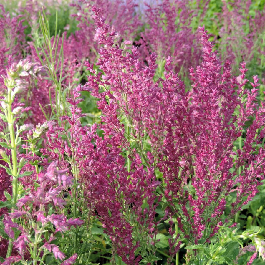 Plantes Vivaces SALVIA nemorosa 'Schwellenburg' - Sauge en vente - Pépinière Lepage .