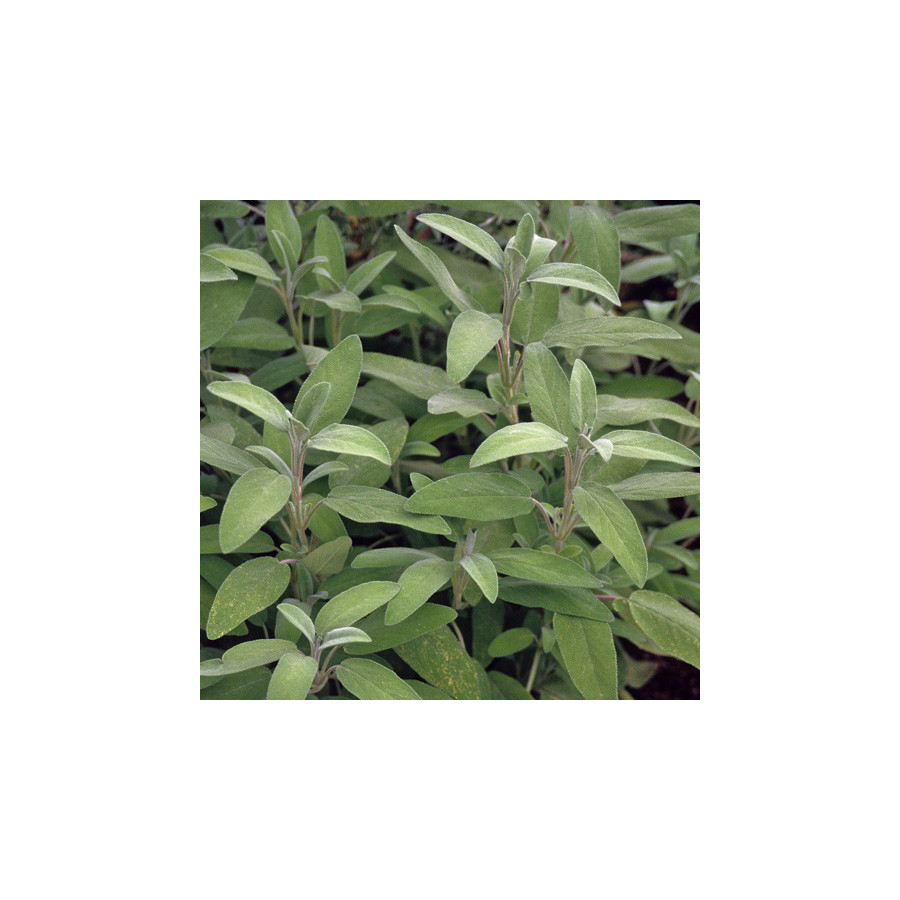 Plantes Vivaces SALVIA officinalis - Sauge en vente - Sauge officinale en vente - Pépinière Lepage .