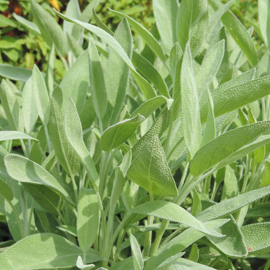 SALVIA officinalis 'Albiflora'