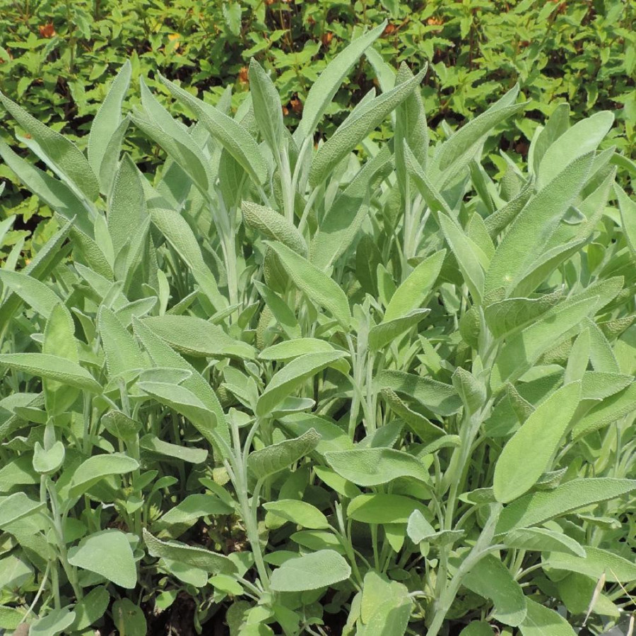 SALVIA officinalis 'Albiflora'