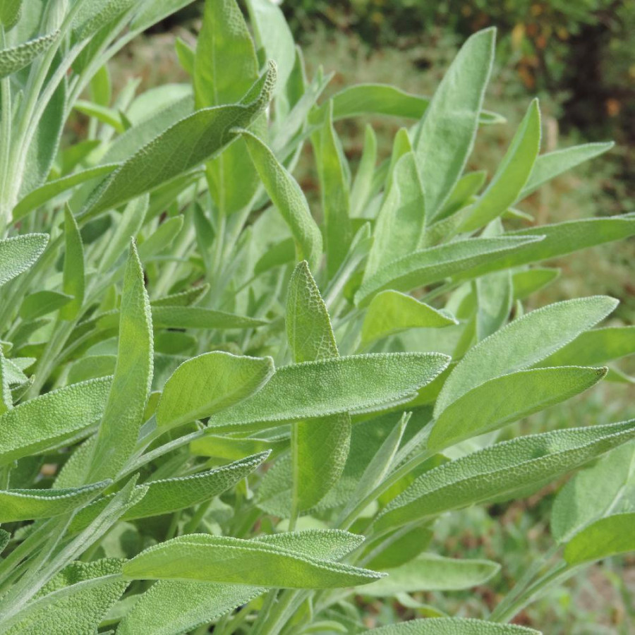SALVIA officinalis 'Albiflora'