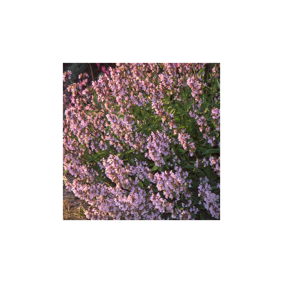 Plantes Vivaces SALVIA officinalis 'Aubigné sur Layon' - Sauge en vente - Sauge officinale en vente - Pépinière Lepage .
