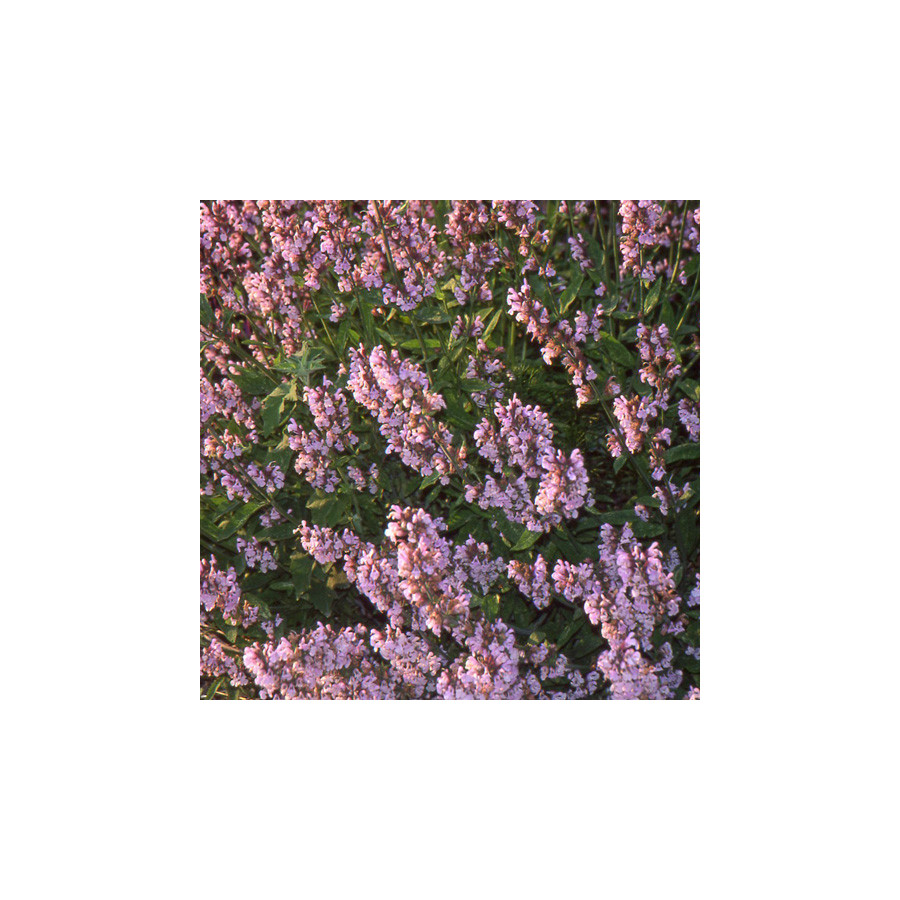 Plantes Vivaces SALVIA officinalis 'Aubigné sur Layon' - Sauge en vente - Sauge officinale en vente - Pépinière Lepage .