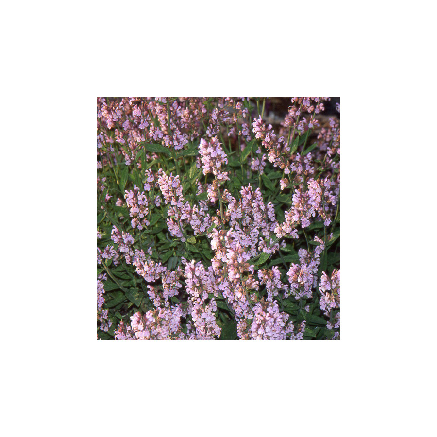 Plantes Vivaces SALVIA officinalis 'Aubigné sur Layon' - Sauge en vente - Sauge officinale en vente - Pépinière Lepage .