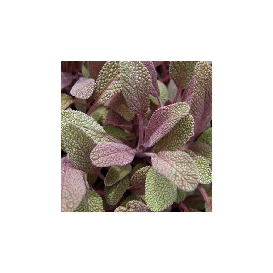 plantes-vivaces-salvia-officinalis-purpurascens-sauge-en-vente-pepiniere-lepage-