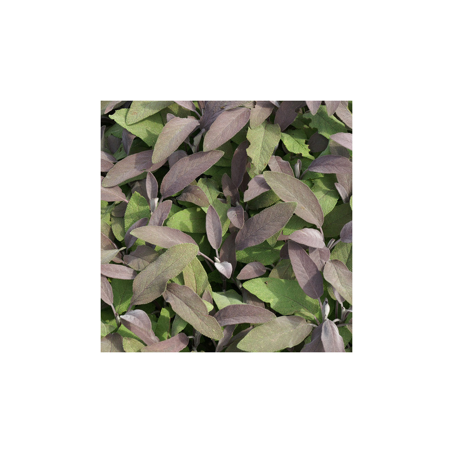 plantes-vivaces-salvia-officinalis-purpurascens-sauge-en-vente-pepiniere-lepage-