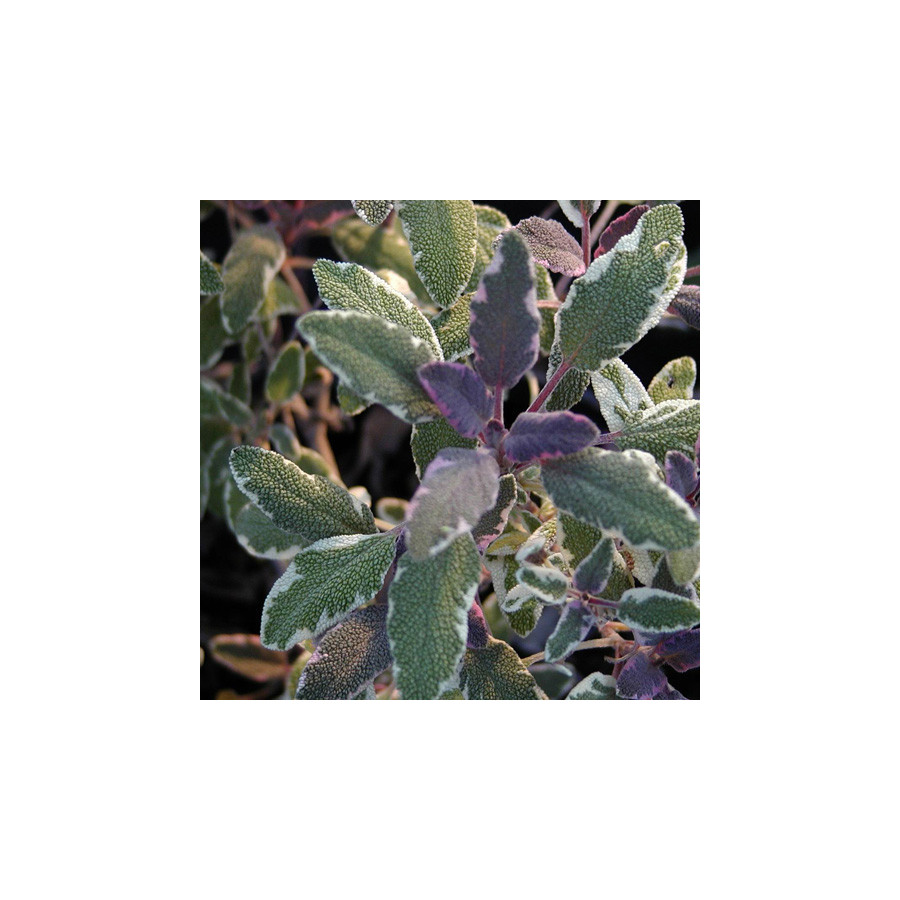 Plantes Vivaces SALVIA officinalis 'Tricolor' - Sauge en vente - Pépinière Lepage .