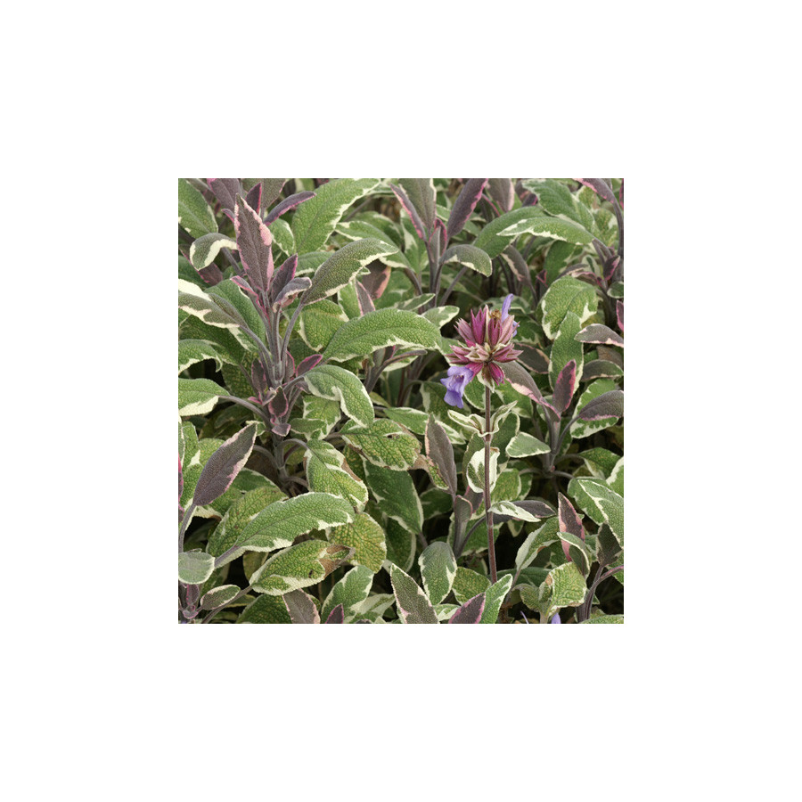Plantes Vivaces SALVIA officinalis 'Tricolor' - Sauge en vente - Pépinière Lepage .