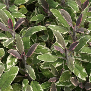 Plantes Vivaces SALVIA officinalis 'Tricolor' - Sauge en vente - Pépinière Lepage .