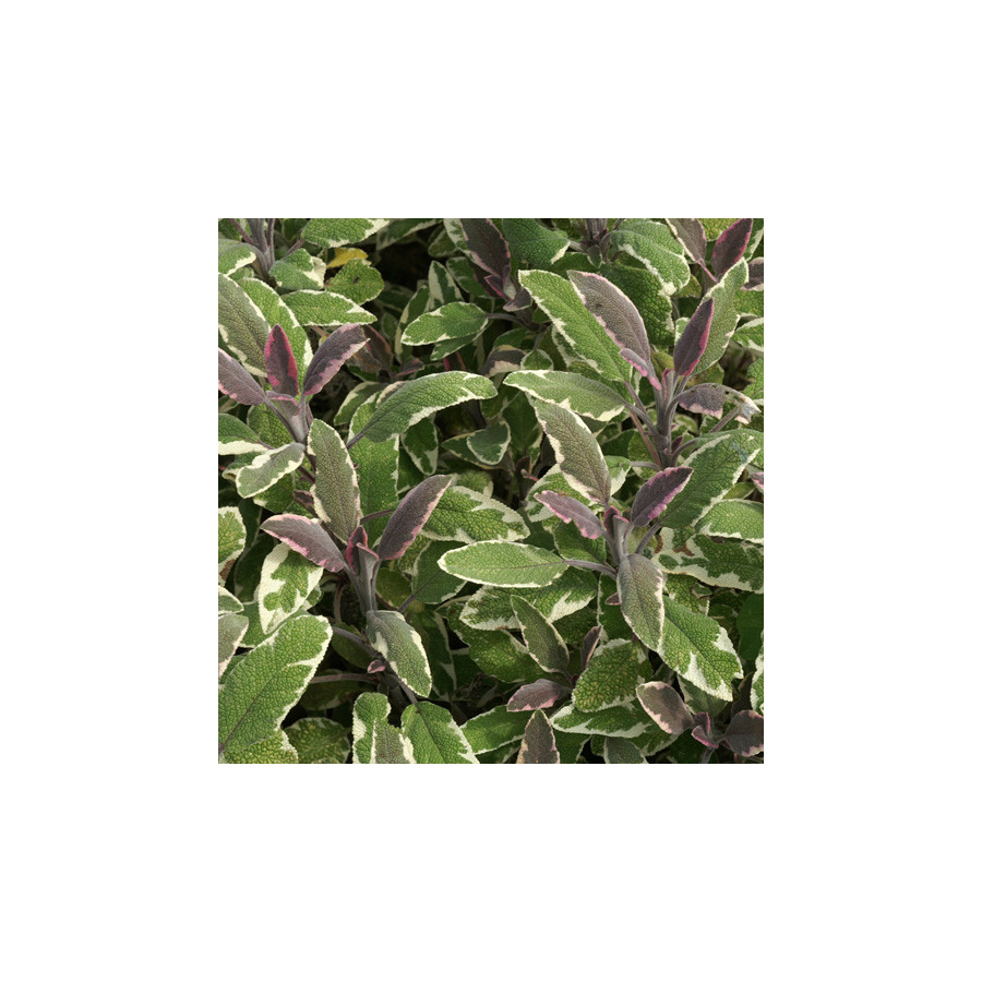 Plantes Vivaces SALVIA officinalis 'Tricolor' - Sauge en vente - Pépinière Lepage .