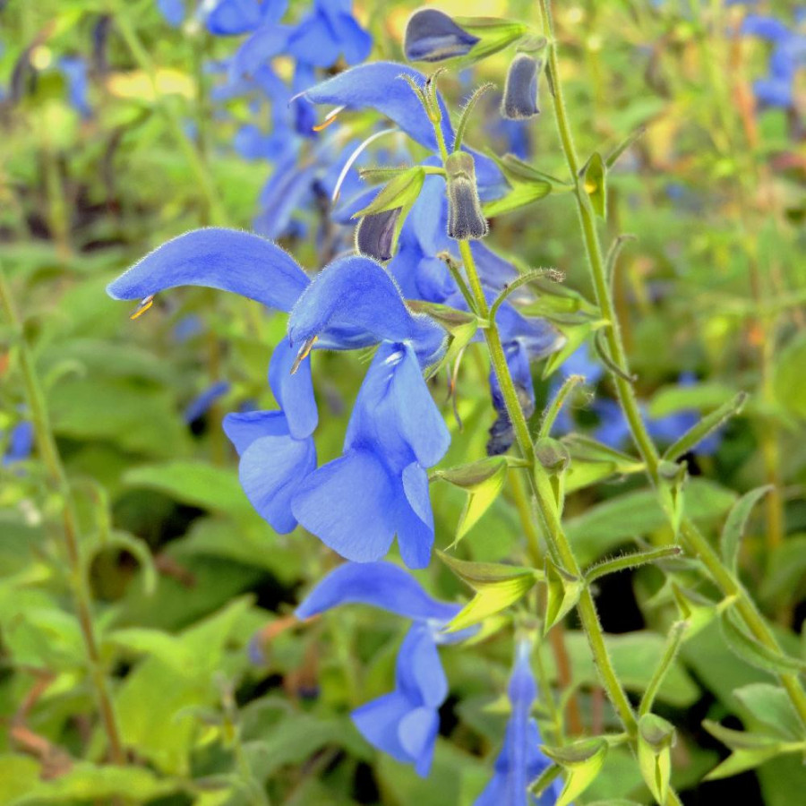 Plantes Vivaces SALVIA patens - Sauge en vente - Pépinière Lepage .