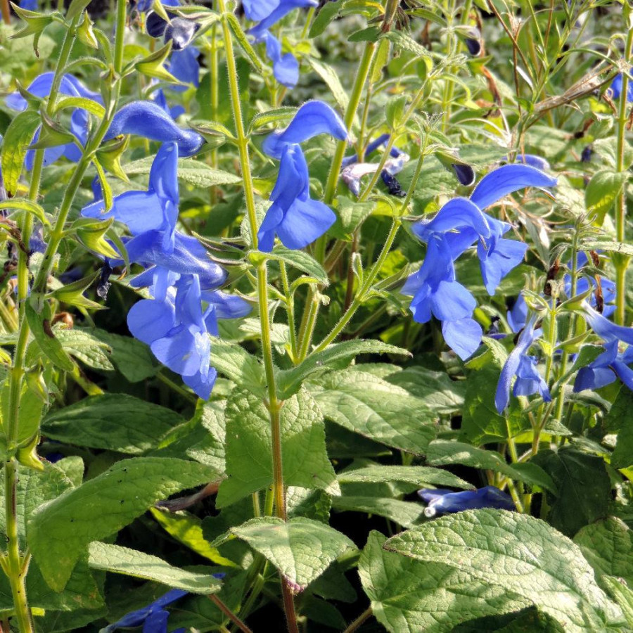 Plantes Vivaces SALVIA patens - Sauge en vente - Pépinière Lepage .