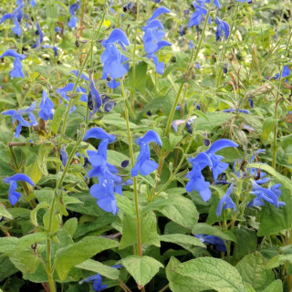 Plantes Vivaces SALVIA patens - Sauge en vente - Pépinière Lepage .