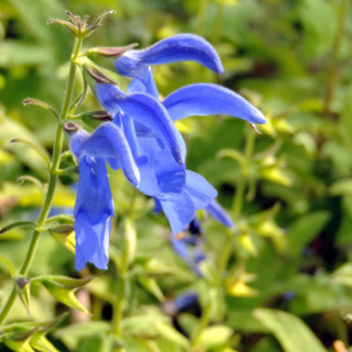 Plantes Vivaces SALVIA patens - Sauge en vente - Pépinière Lepage .