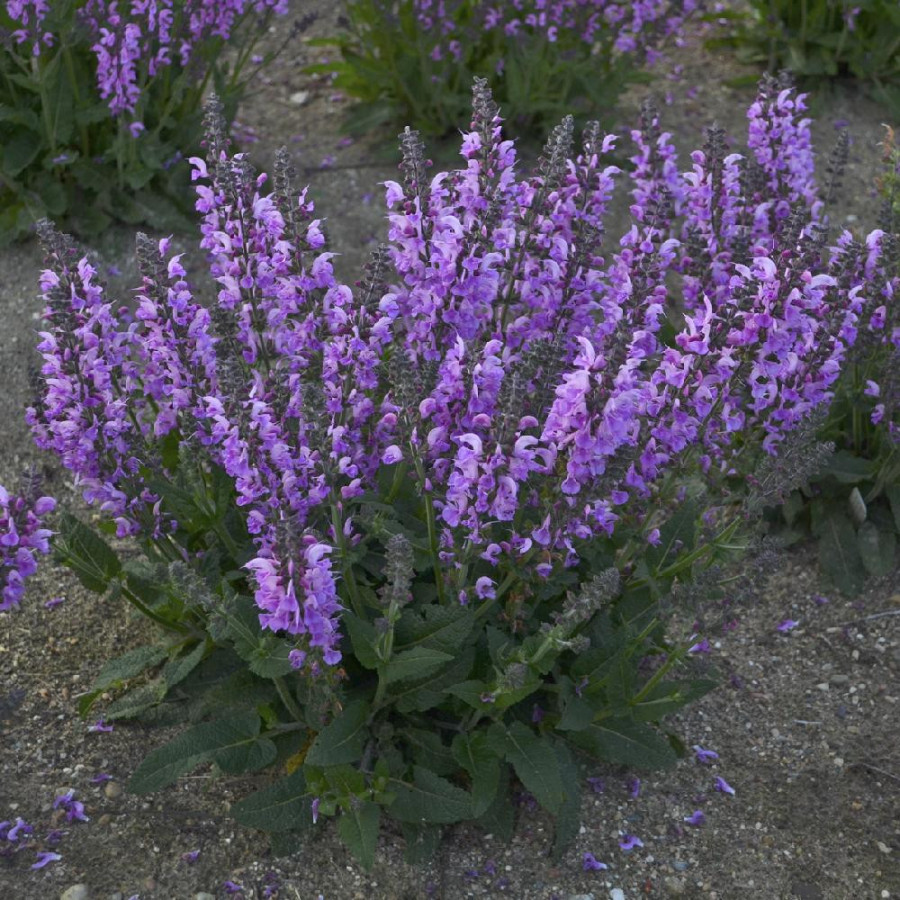 Plantes Vivaces SALVIA pratensis 'Lilac Lipstick' ® - Sauge en vente - Sauge des prés en vente - Pépinière Lepage .