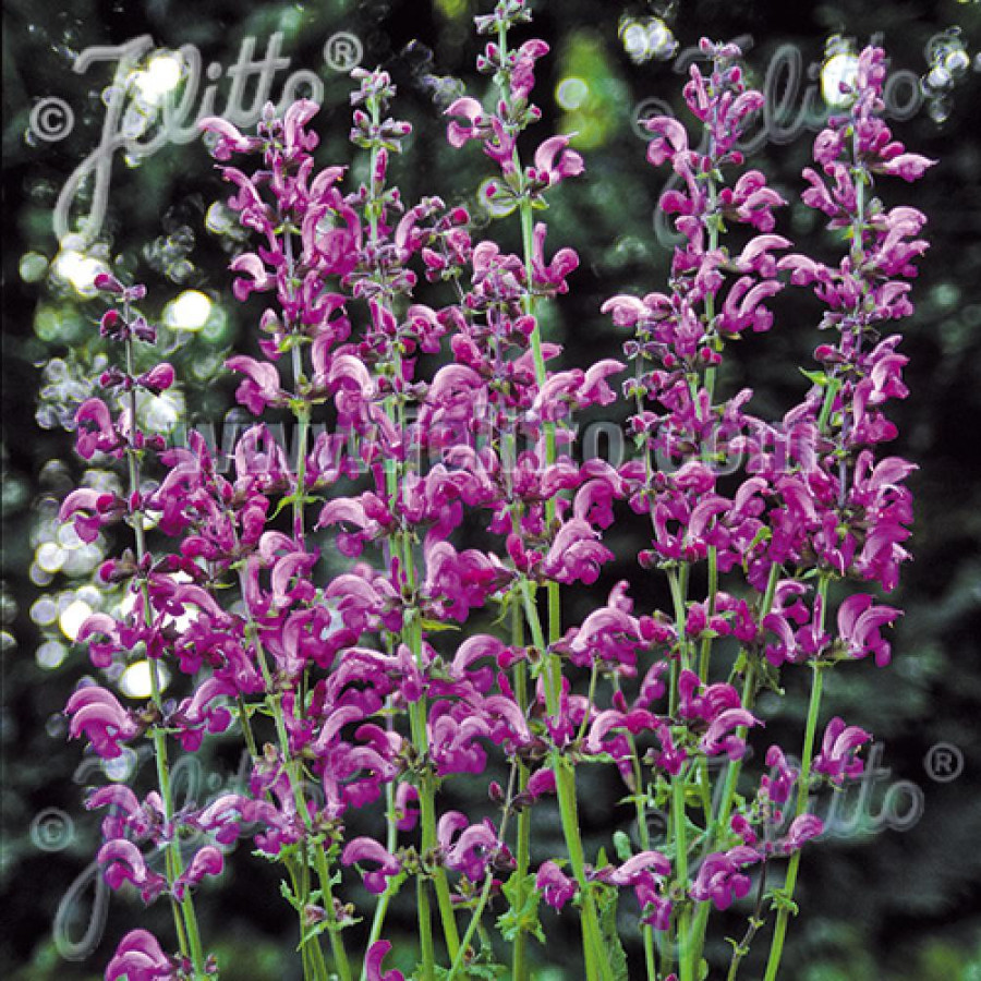 Plantes Vivaces SALVIA pratensis 'Sweet Esmeralda' - Sauge en vente - Sauge des prés en vente - Pépinière Lepage .
