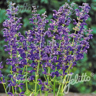 plantes-vivaces-salvia-pratensis-twilight-serenade-sauge-en-vente-sauge-des-pres-en-vente-pepiniere-lepage-