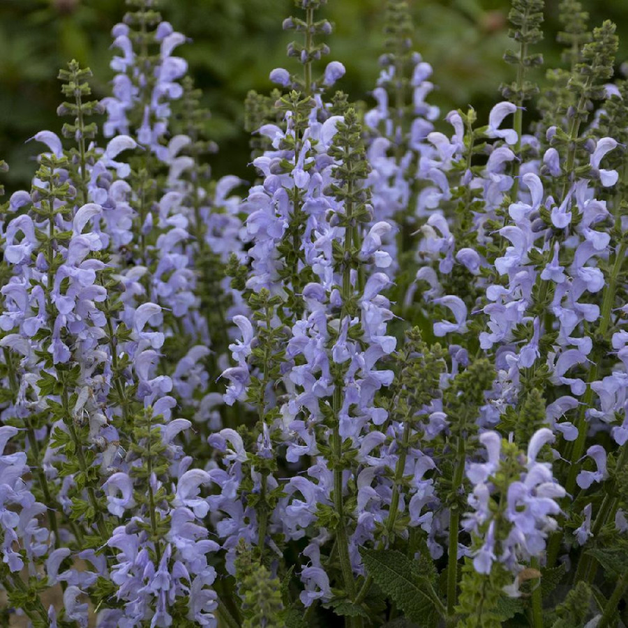 Plantes Vivaces SALVIA pratensis 'Vanity Flair' ® - Sauge en vente - Sauge des prés en vente - Pépinière Lepage .