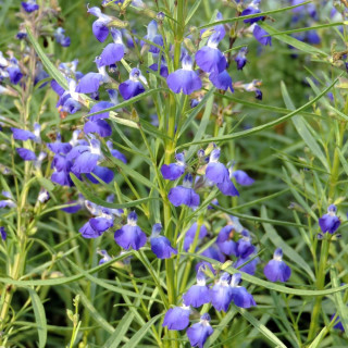 plantes-vivaces-salvia-reptans-sauge-en-vente-myrte-cobalt-en-vente-pepiniere-lepage-