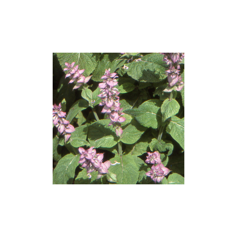 Plantes Vivaces SALVIA sclarea - Sauge en vente - Sauge musquée en vente - Pépinière Lepage .