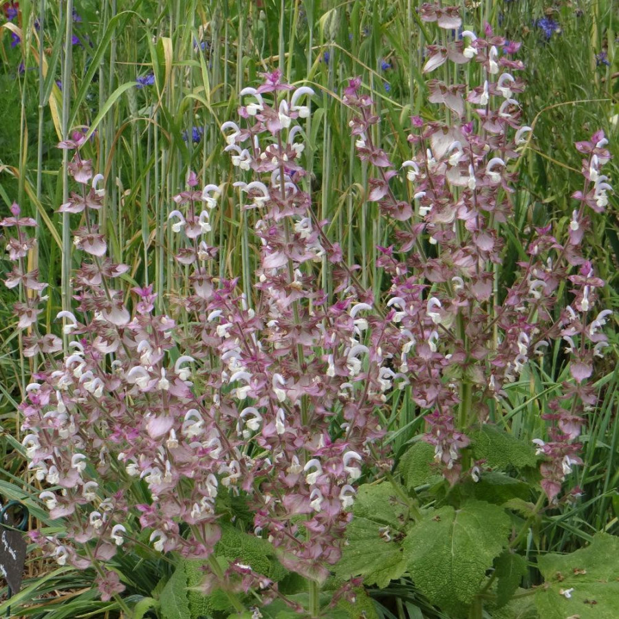 Plantes Vivaces SALVIA sclarea - Sauge en vente - Sauge musquée en vente - Pépinière Lepage .