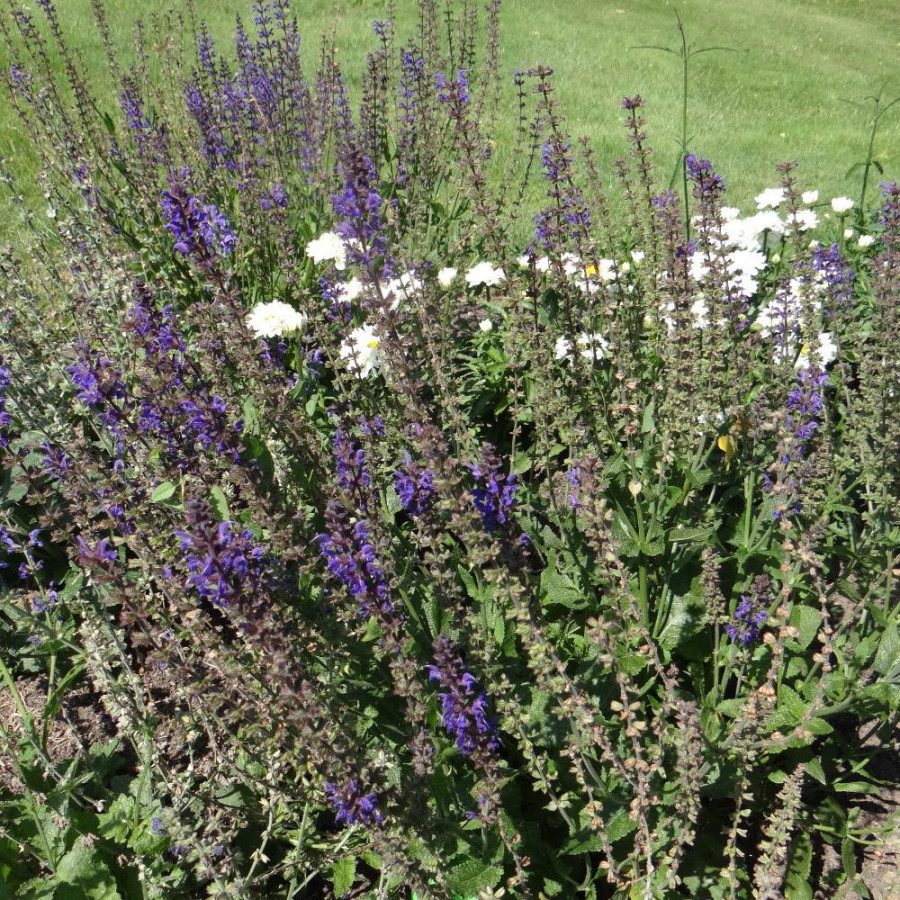Plantes Vivaces SALVIA sylvestris 'Rhapsody in Blue' - Sauge en vente - Pépinière Lepage .