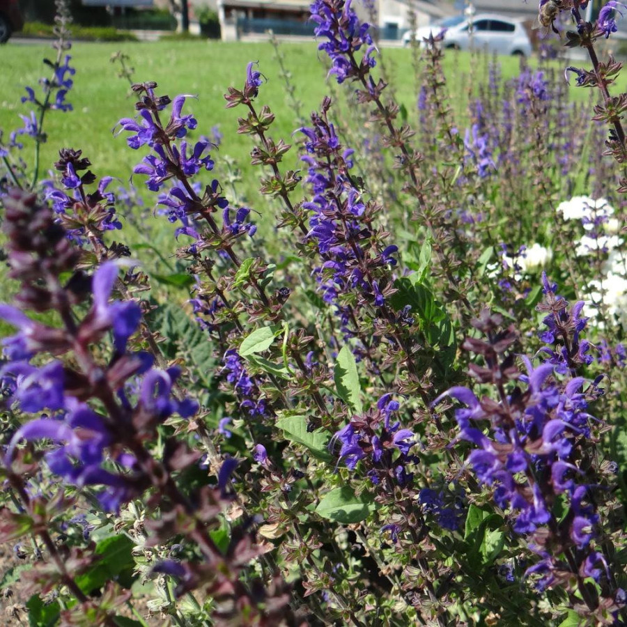 Plantes Vivaces SALVIA sylvestris 'Rhapsody in Blue' - Sauge en vente - Pépinière Lepage .