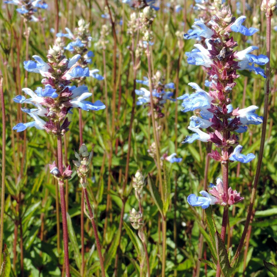 Plantes Vivaces SALVIA uliginosa - Sauge en vente - Sauge des marais en vente - Pépinière Lepage .