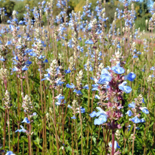 Plantes Vivaces SALVIA uliginosa - Sauge en vente - Sauge des marais en vente - Pépinière Lepage .