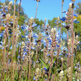 Plantes Vivaces SALVIA uliginosa - Sauge en vente - Sauge des marais en vente - Pépinière Lepage .