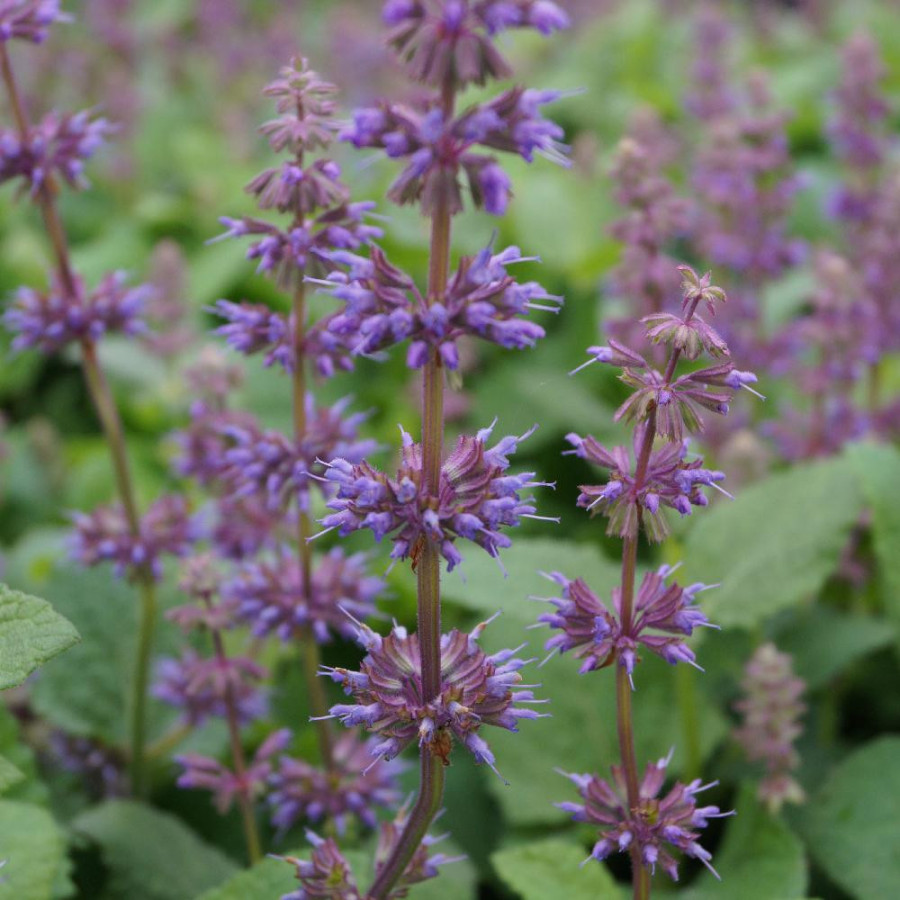 Plantes Vivaces SALVIA verticillata 'Endless Love' - Sauge en vente - Pépinière Lepage .