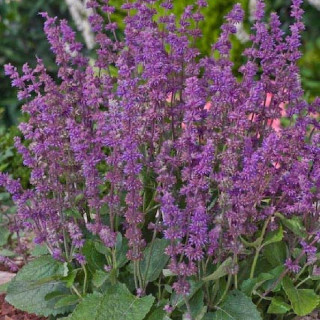 Plantes Vivaces SALVIA verticillata 'Endless Love' - Sauge en vente - Pépinière Lepage .