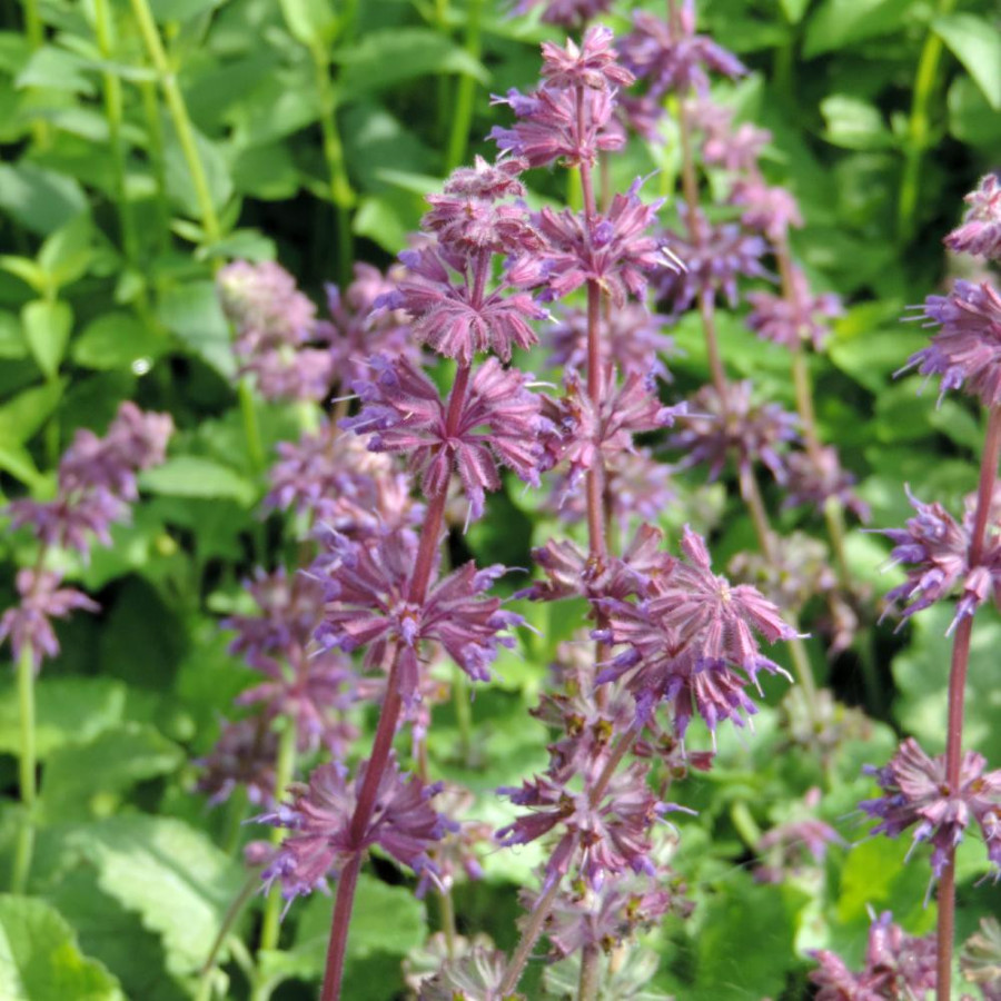 Plantes Vivaces SALVIA verticillata 'Purple Rain' - Sauge verticillée en vente - Pépinière Lepage .