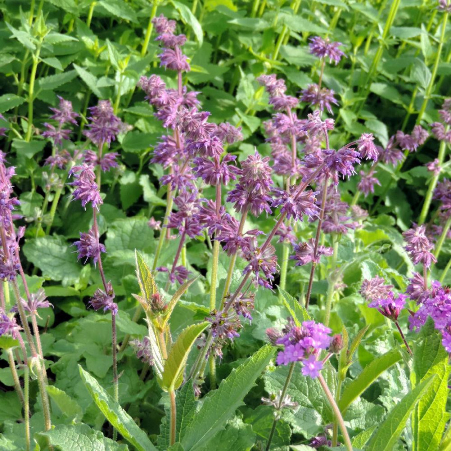 Plantes Vivaces SALVIA verticillata 'Purple Rain' - Sauge verticillée en vente - Pépinière Lepage .