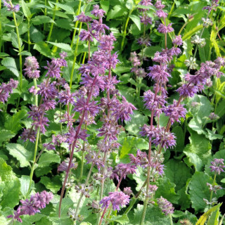 Plantes Vivaces SALVIA verticillata 'Purple Rain' - Sauge verticillée en vente - Pépinière Lepage .