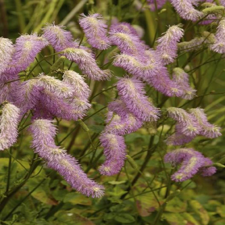 Plantes Vivaces SANGUISORBA hakusanensis 'Pink Brushes' - Pimprenelle en vente - Sanguisorbe en vente - Pépinière Lepage .
