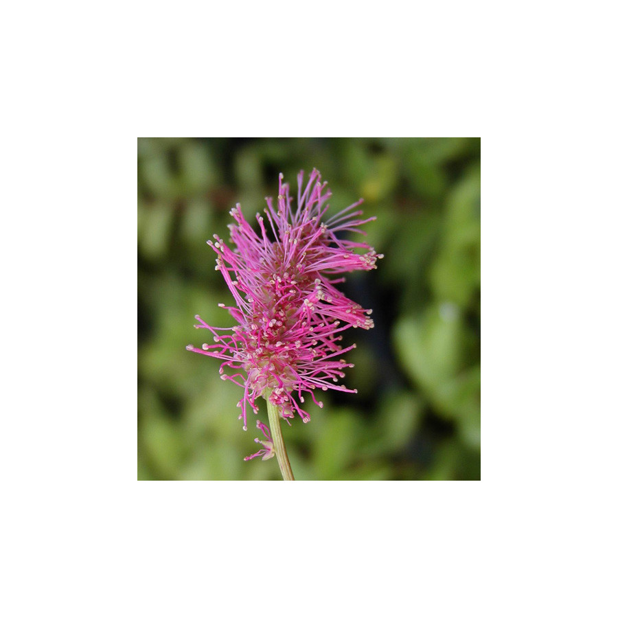 Plantes Vivaces SANGUISORBA obtusa - Sanguisorbe en vente - Pépinière Lepage .