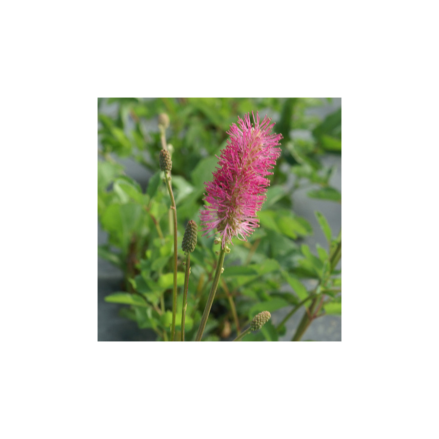 Plantes Vivaces SANGUISORBA obtusa - Sanguisorbe en vente - Pépinière Lepage .