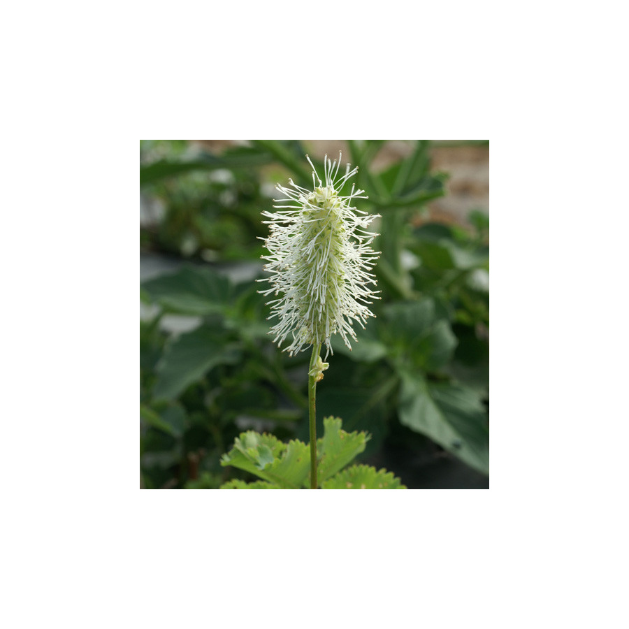 Plantes Vivaces SANGUISORBA obtusa 'Alba' - Sanguisorbe en vente - Pépinière Lepage .