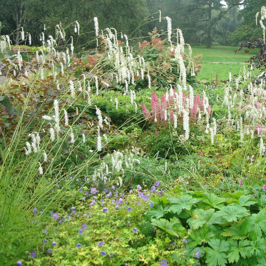 Plantes Vivaces SANGUISORBA obtusa 'Alba' - Sanguisorbe en vente - Pépinière Lepage .