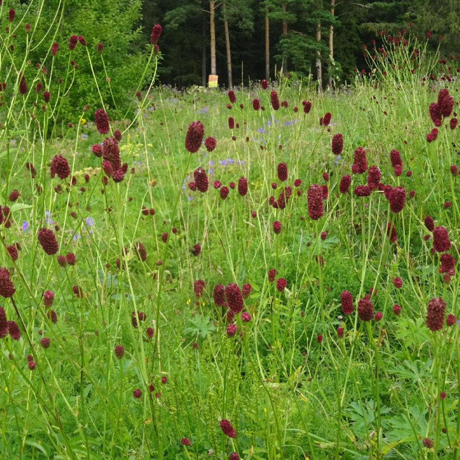 SANGUISORBA officinalis