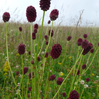 SANGUISORBA officinalis