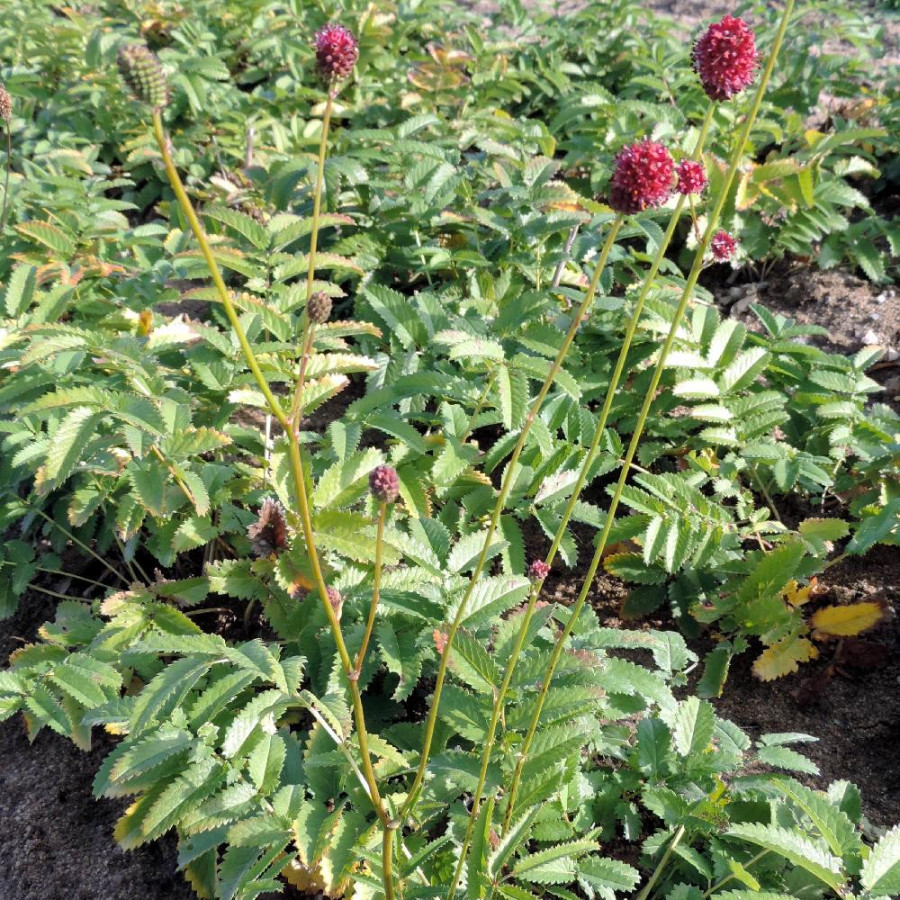 Plantes Vivaces SANGUISORBA officinalis 'Crimson Queen' en vente - Pépinière Lepage .